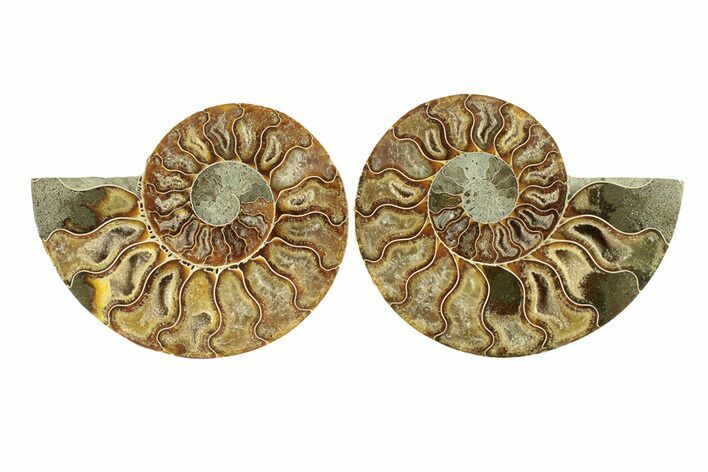 Cut & Polished, Agatized Ammonite Fossil - Madagascar #267884